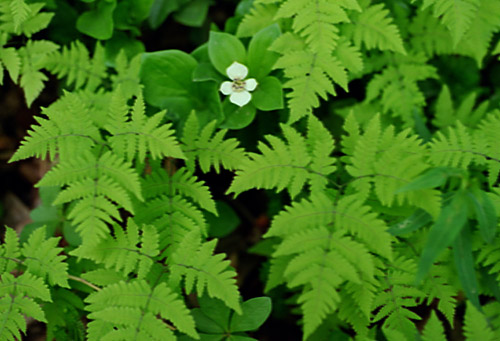 Bunchberry and Ferns